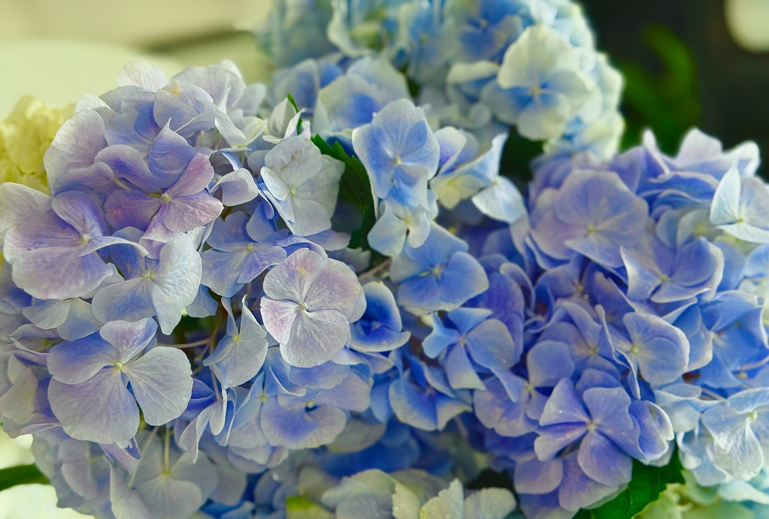記事 6/14、15は「梅雨晴間のあじさいあそびと雑貨村」で景品をゲット！のアイキャッチ画像